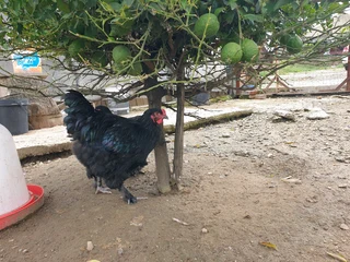Brama chickens for sale