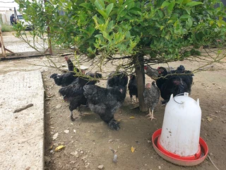 Brama chickens for sale