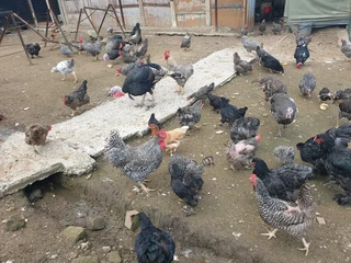 Black australorp, potch koekoek and boschveld chicks and fertile eggs for sale