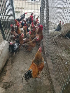 Black australorp, potch koekoek and boschveld chicks and fertile eggs for sale