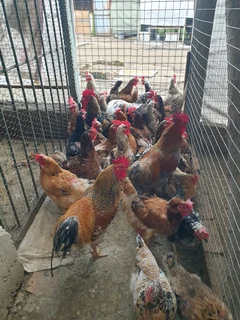 Black australorp, potch koekoek and boschveld chicks and fertile eggs for sale