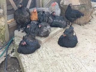 Black australorp, potch koekoek and boschveld chicks and fertile eggs for sale