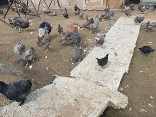 Black australorp, potch koekoek and boschveld chicks and fertile eggs for sale