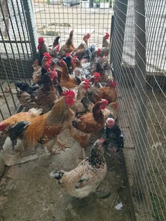 Free pasture-raised chickens for sale
