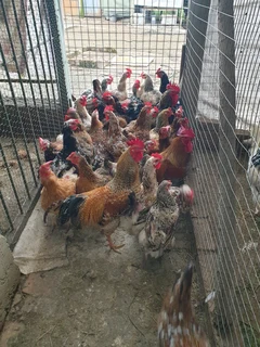 Free pasture-raised chickens for sale