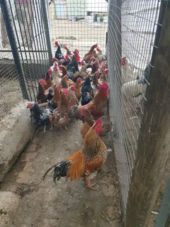 Free pasture-raised chickens for sale