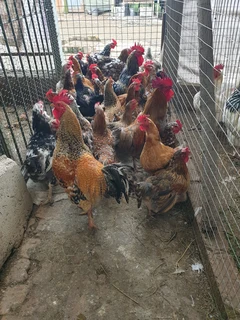 Free pasture-raised chickens for sale