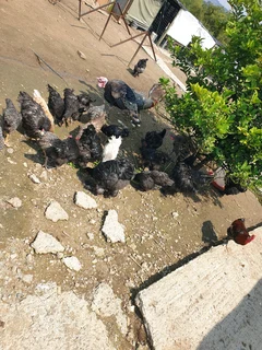 Free pasture-raised chickens for sale