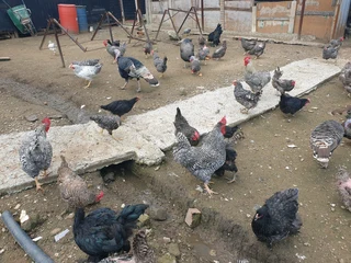 Free pasture-raised chickens for sale