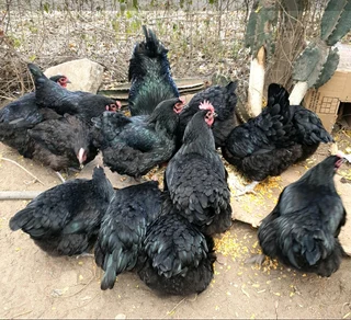 Day/week old chicks available for sale