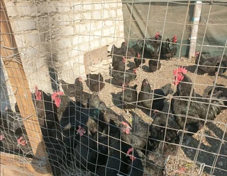 Day/week old chicks available for sale