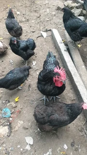 Day/week old chicks available for sale