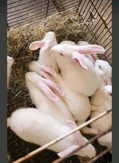Newzealand Rabbits For Sale