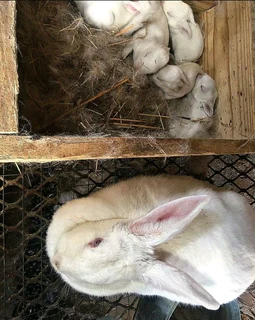 Newzealand Rabbits For Sale