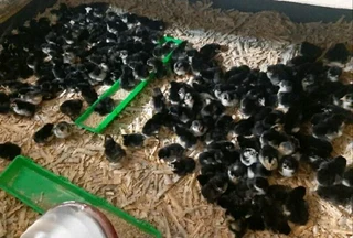 Day/Week Old Potch Koekoe & Black Australorp Chicks Available
