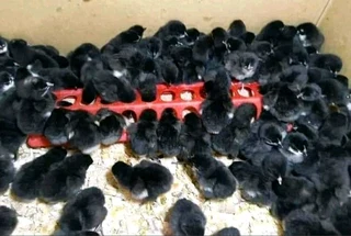 Black australorp and potch koekoek chicks available for sale
