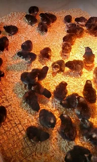 Black australorp and potch koekoek chicks available for sale