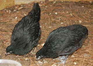 Black australorp and potch koekoek chicks available for sale