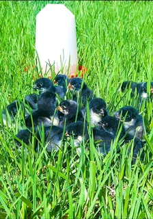 Black australorp and potch koekoek chicks available for sale