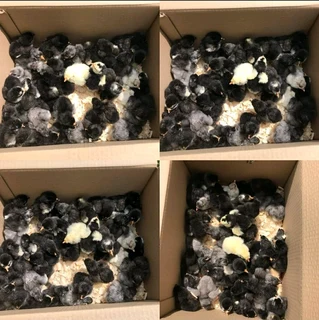 Chicks for sale