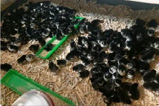 Chicks available for sale