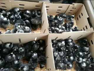 Chicks available for sale
