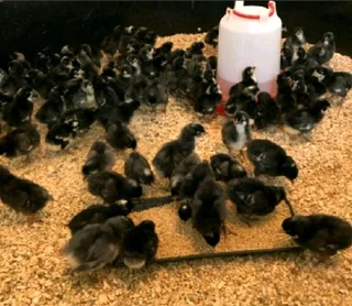 Chicks available for sale
