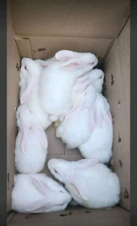 Rabbits For Pets Or Meat For Sale