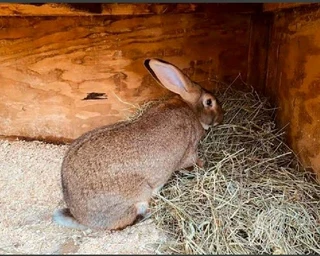 Rabbits For Pets Or Meat For Sale
