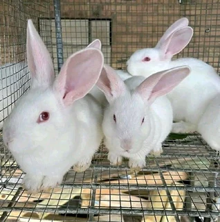 Rabbits For Pets Or Meat For Sale