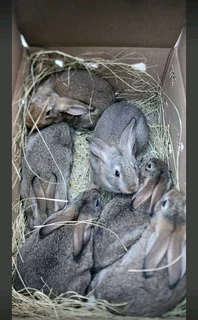 Rabbits For Pets Or Meat For Sale