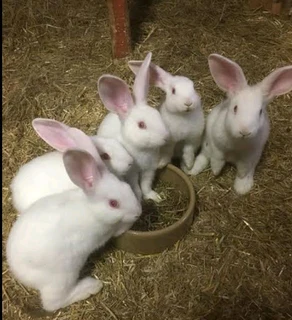 Rabbits For Pets Or Meat For Sale