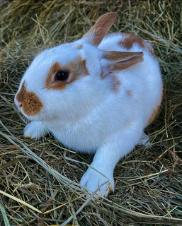 Rabbits For Sale