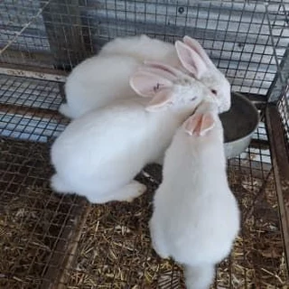 Pure quality rabbits for sale