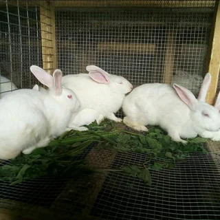 Newzealand White Rabbits For Sale