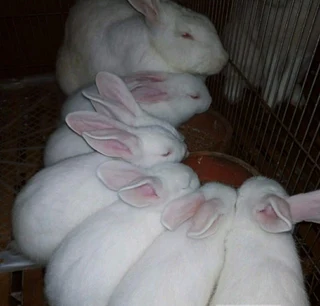 Newzealand White Rabbits For Sale