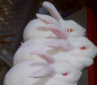 Newzealand White Rabbits For Sale