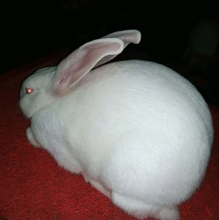 Newzealand White Rabbits For Sale