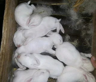 Newzealand White Rabbits For Sale
