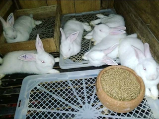 Newzealand White Rabbits For Sale