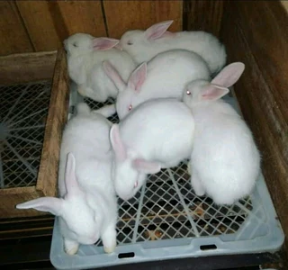 Newzealand White Rabbits For Sale