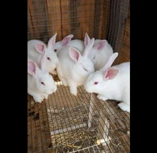 NEWZEALAND WHITE RABBITS FOR SALE