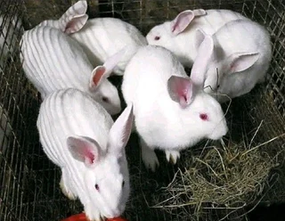 NEWZEALAND WHITE RABBITS FOR SALE