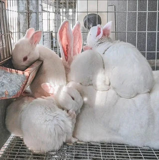 Pure Newzealand White Rabbits For Sale