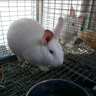 Pure Newzealand White Rabbits For Sale