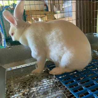 Pure Newzealand White Rabbits For Sale