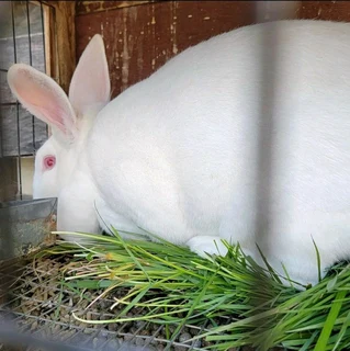 Pure Newzealand White Rabbits For Sale