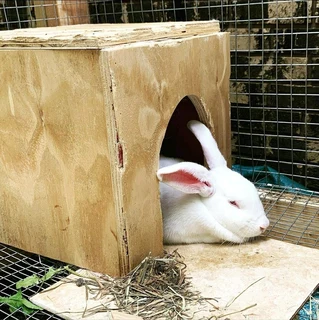 Pure Newzealand White Rabbits For Sale