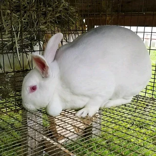 Pure Newzealand White Rabbits For Sale