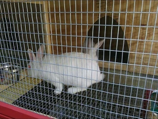 Pure Newzealand White Rabbits For Sale
